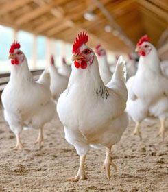 CRR Animal Healthcare - Animal Health Solutions