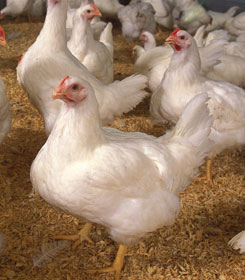 CRR Animal Healthcare - Quality Animal Healthcare Products