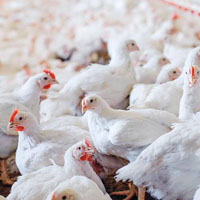 CRR Animal Healthcare - Our Journey