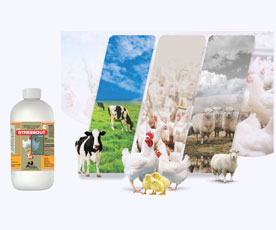 Acifite-PH - Highly Concentrated Acidifier Premix