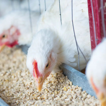 CRR Animal Healthcare - Poultry Health Solutions