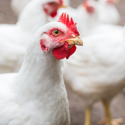 CRR Animal Healthcare - Quality Products