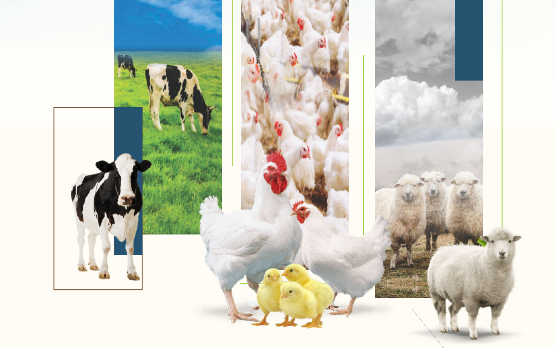 LC-Nutriboost - Poultry Production & Performance Enhancer