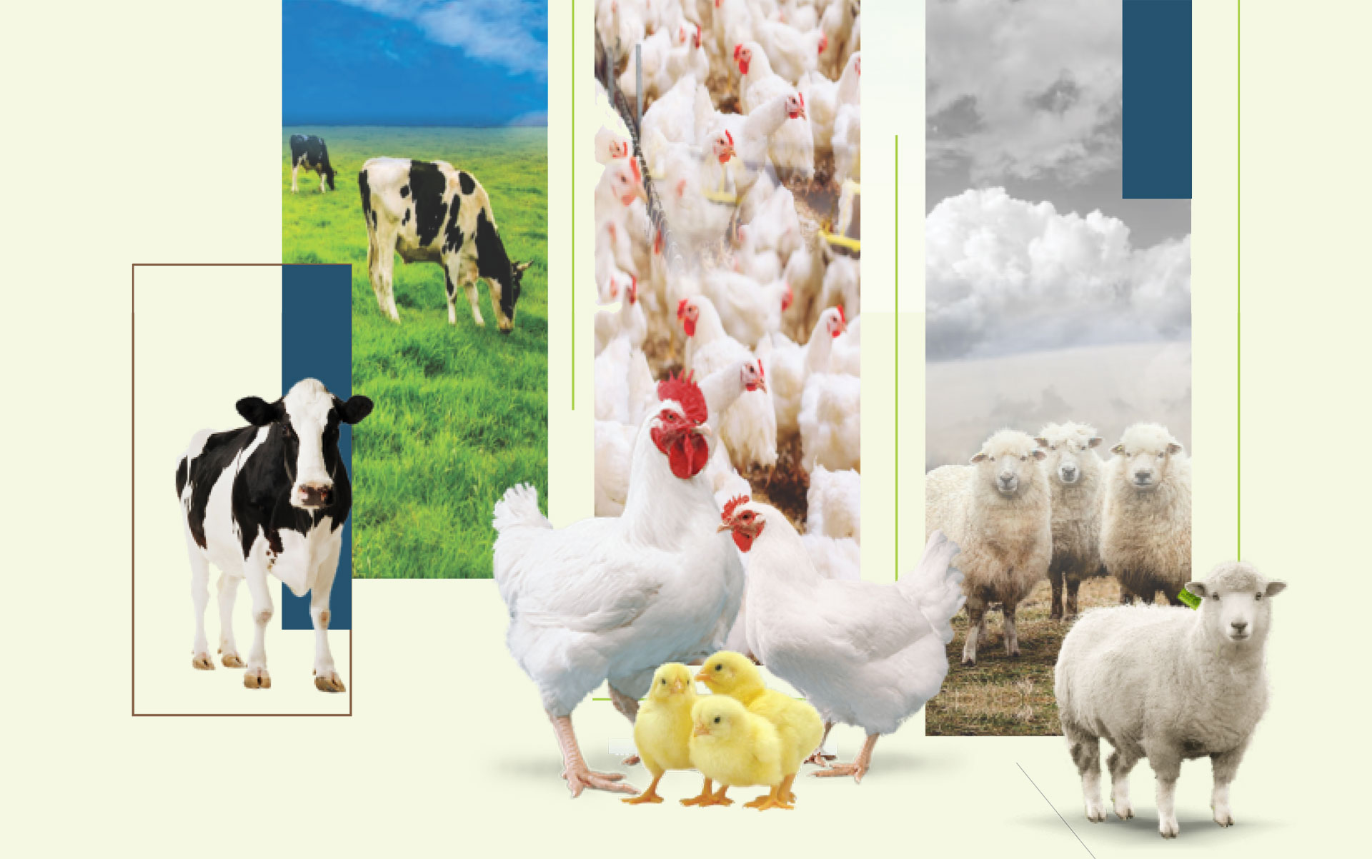 Ovistim Forte Layer - Nutritional Oral Feed Supplement for Egg Production