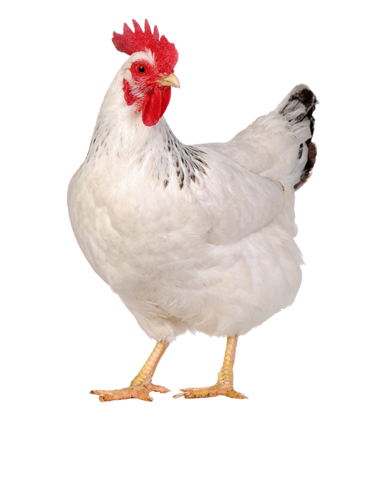 CRR Animal Healthcare - Poultry Health Solutions