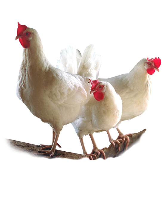 Ovistim Forte - Egg Production Stimulant